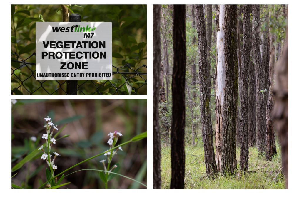 Pimelea flower, vegetation zone and cumberland plain trees