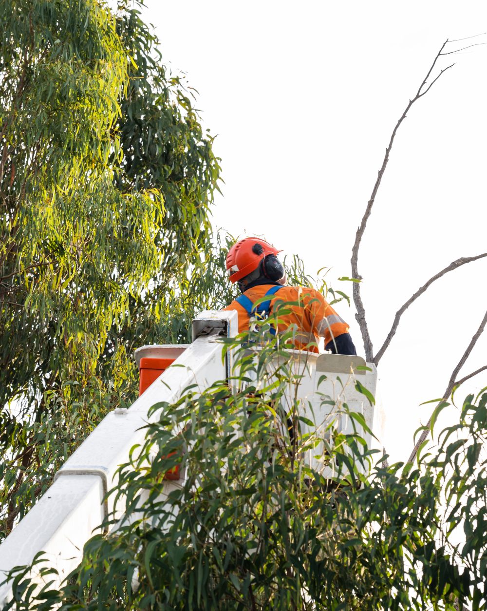 Tree works and safety controls on the M7 shared path